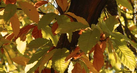Autumn leaves