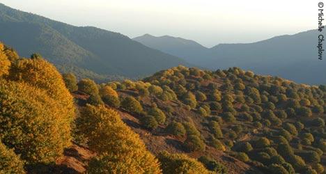 Chestnut Groves
