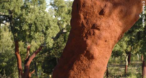 Beautiful cork tree groves.