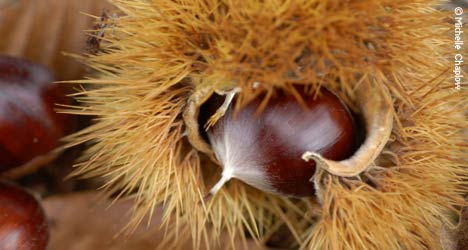 The Chestnut.