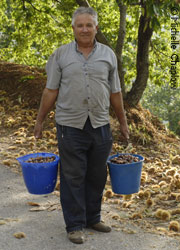 Pepe Gonzalez collecting Chestnuts