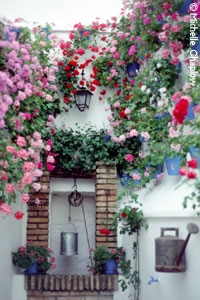 A visual feast of colourful flowers.