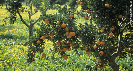 &copy; MVC Vitamin C rich oranges, locally grown and harvested in Andalucia