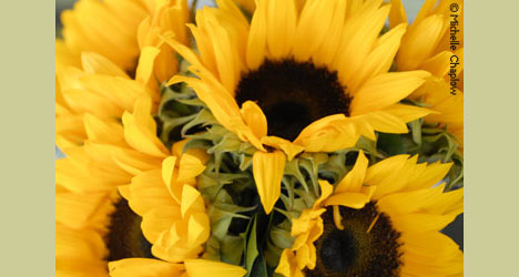 Sunflowers are harvested in Castellar. &copy; Michelle Chaplow