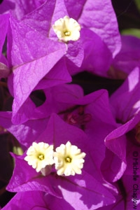 Bougainvillea in Ayamonte. &copy; Michelle Chaplow