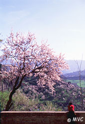 Almond Tree
