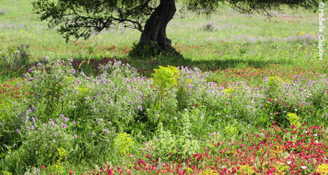 Inspirational landscapes for Artists in Cadiz. A guide To the Art Galleries in Cadiz. © Michelle Chaplow