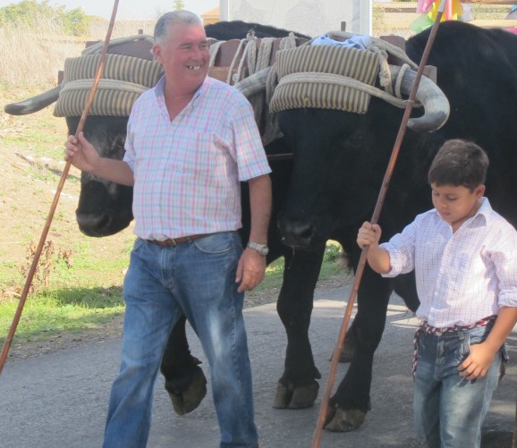 Man and boy with oxen during the procession
