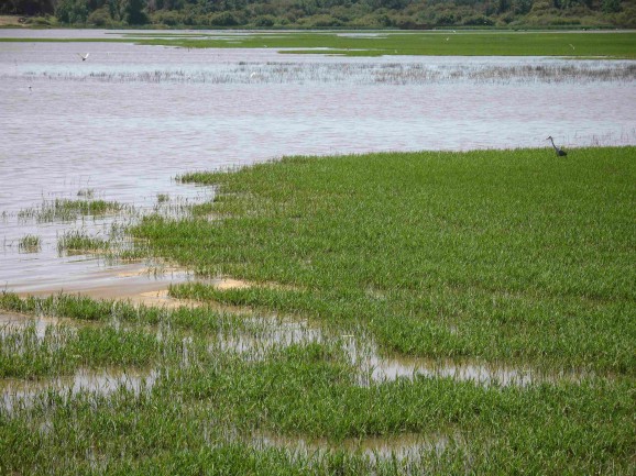 The wetlands of Doñana Park, a UNESCO World Heritage site.