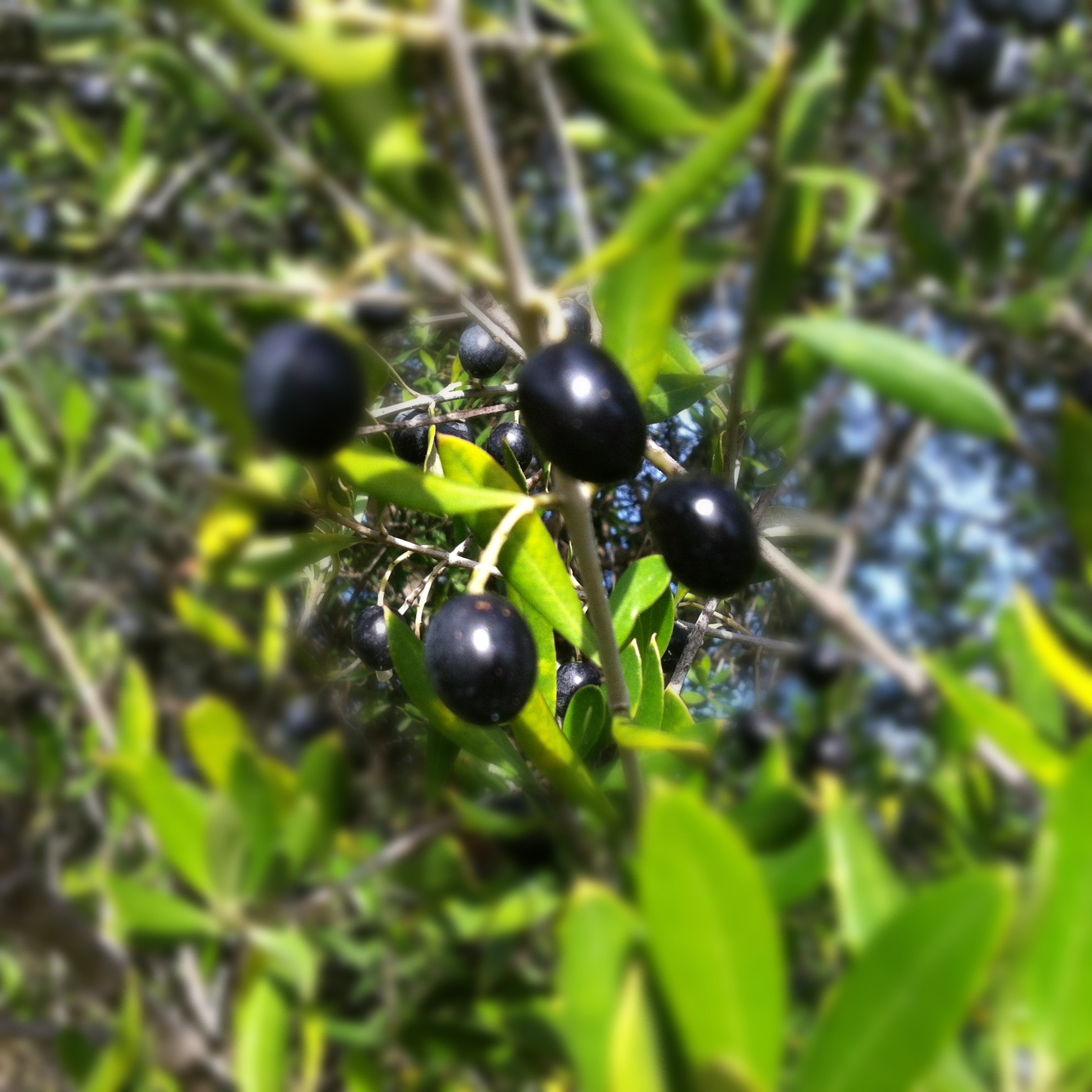 Autumn in Andalucia Autumn landscape in Andalucia