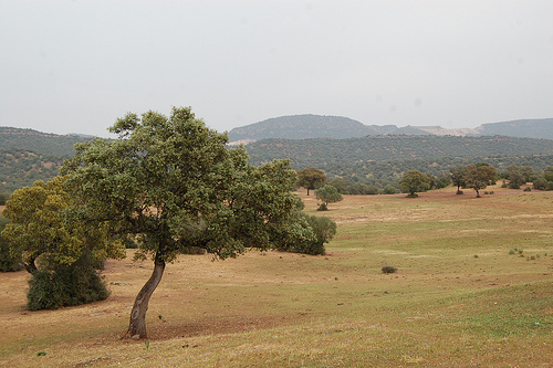 Landscape where the La Memoria de los Olivos was shot - the Sierra Norte de Sevilla, with its fields of olive trees visible in the distance. Photo: Javier Polo.