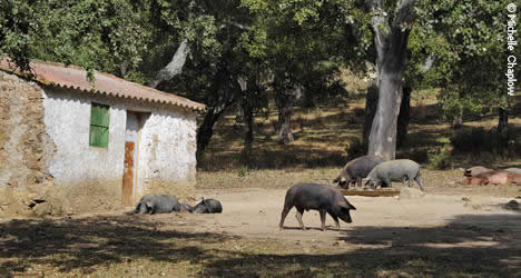 Spain's finest ham comes from these acorn-fed Iberian pigs in the Sierra de Aracena. Photo: Michelle Chaplow