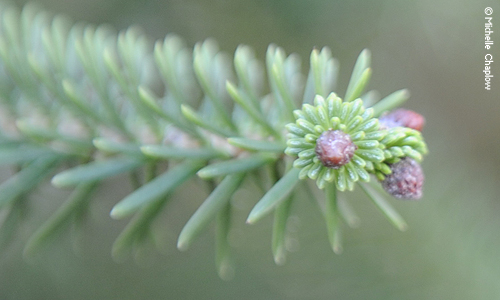Pinsapo, abeto español en Andalucía