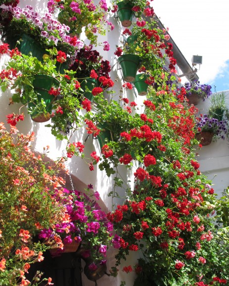 Spectacular floral wall display in Cordoba.