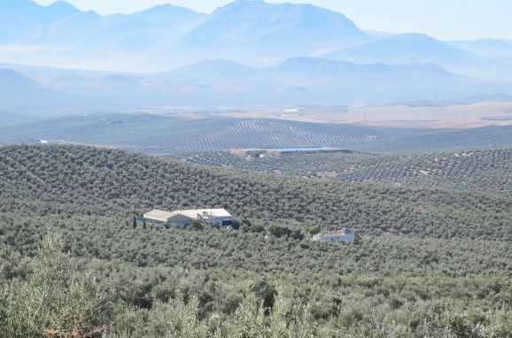 The cortijo and factory, nestled in rolling hills of olive fields, backed by the Sierra Magina.