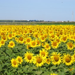 field of sunflowers
