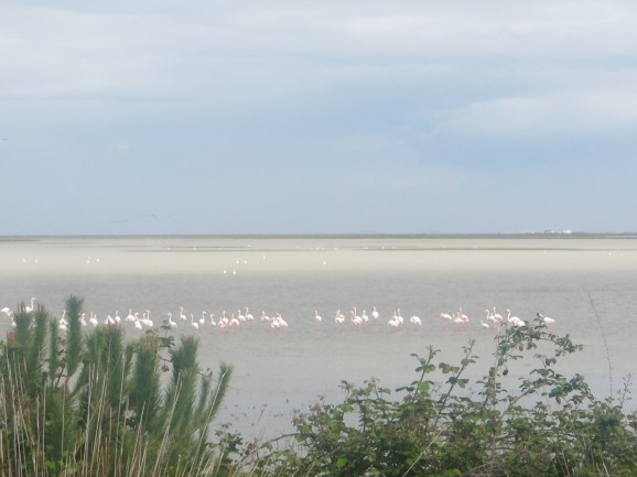 Flamingoes in Doñana National Park