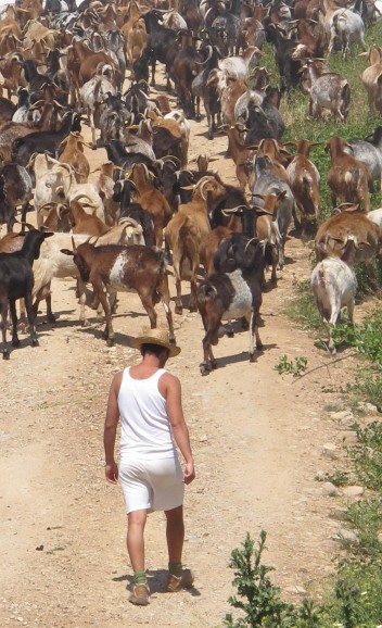 Not a transhumance, but some Andalucian livestock being driven (or droven?).