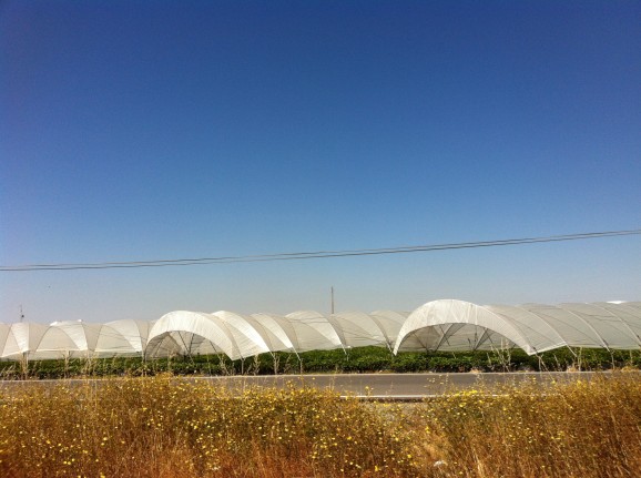 Strawberry farms near Doñana