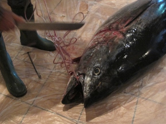 The tuna, line-caught off the Cadiz coast the previous day, arrives at Duo Tapas in Seville.