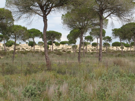 Doñana-park