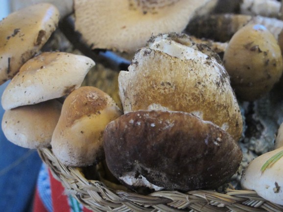 Wild mushrooms in Andalucia Wild mushrooms in Andalucia