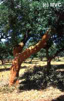 Cork trees