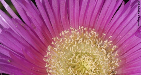 Vibrant flowers in Cabopino port. © Michelle Chaplow