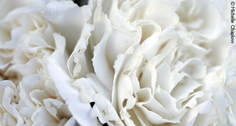 Thousands of carnations are thrown, during the battle of the flowers. © Michelle Chaplow Thousands of carnations are thrown, during the battle of the flowers. © Michelle Chaplow