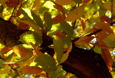 The spectacular Autumn leaves in the Sierra de Aracena