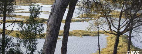 The Marshlands of El rompido. The Marshlands of El rompido.