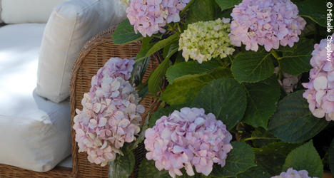 A beautiful garden gives so much pleasure