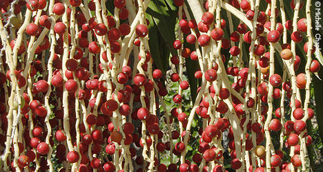Weird and wonderful plants await you in the Botanical Gardens of Andalucia Weird and wonderful plants await you in the Botanical Gardens of Andalucia.