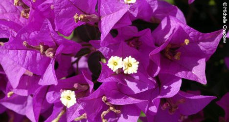 The Mediterranean climate is wonderfully conducive to creating your very own haven of colour