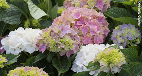 Adorn your garden with a Hydrangea, common names Hydrangea and Hortensia.