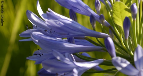 Agapanthus in Almeria. © Michelle Chaplow