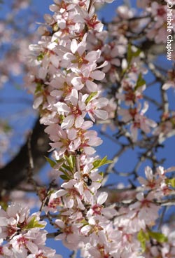 Almond blossom Almond blossom © Michelle Chaplow