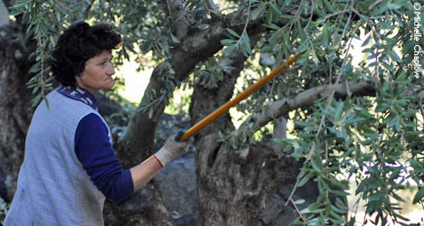 Olive Harvest © Michelle Chaplow Olive harvist © Michelle Chaplow .