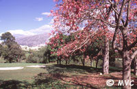 Las Brisas, Marbella