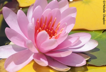 The lotus flower © Michelle Chaplow