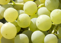 Vendimia © Michelle Chaplow