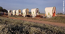 Rocio Pilgrimage