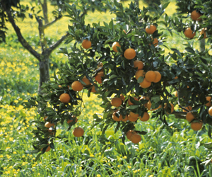 Oranges and Lemons and other Citrus Charms