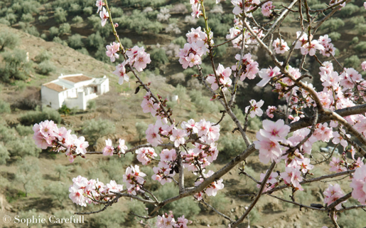 Almond trees are in blossom from the end of January around villages such as Sedella. © Sophie Carefull Almond trees are in blossom from the end of January around villages such as Sedella. © Sophie Carefull