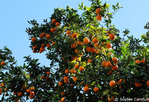 Seville is famous for its bitter oranges, perfect for marmalade. © Sophie Carefull  