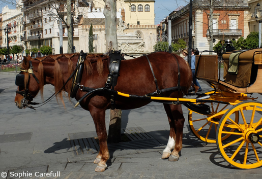 Go back in time and tour the city by horse and carriage. © Sophie Carefull Go back in time and tour the city by horse and carriage.© Sophie Carefull