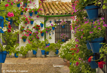 Cordoba Patios Festival
