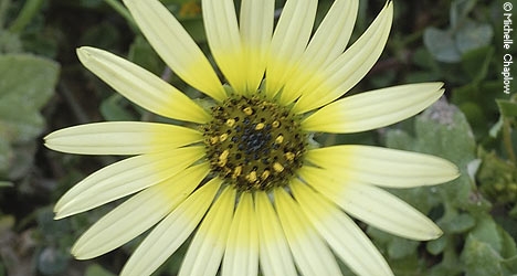 Flowers in Coto Doñana national park. © Michelle Chaplow