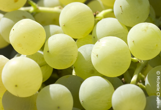 The Grape harvest of Andalucia. © Michelle Chaplow The Grape harvest of Andalucia. © Michelle Chaplow