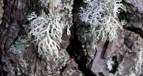 © Michelle Chaplow Flora in this wonderful nature reserve